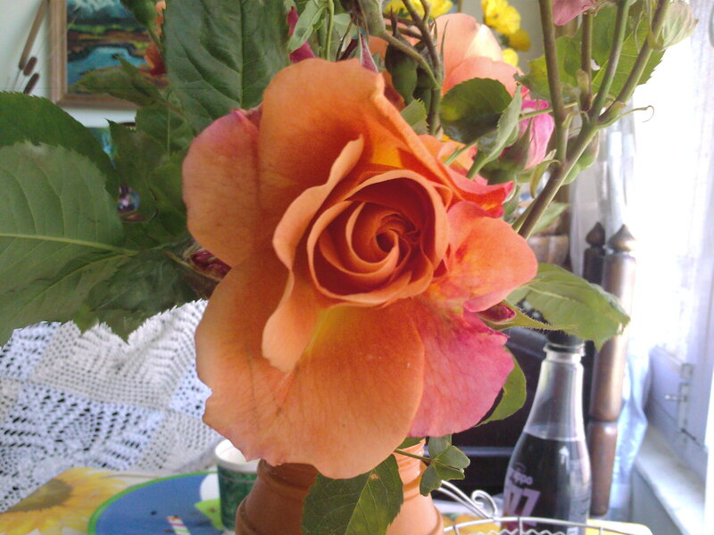 orange rose in a vase