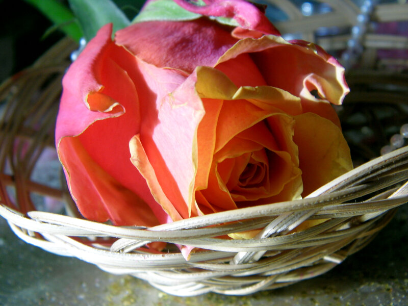 Orange Rose in Basket