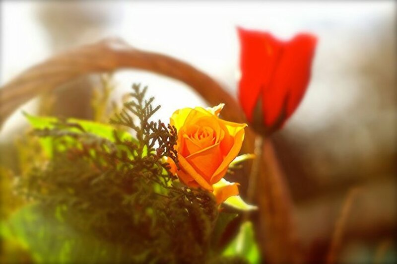 Orange Rose in Basket — Yellow