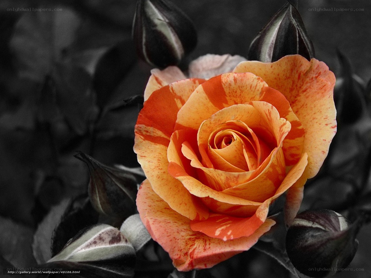 orange rose in black and white