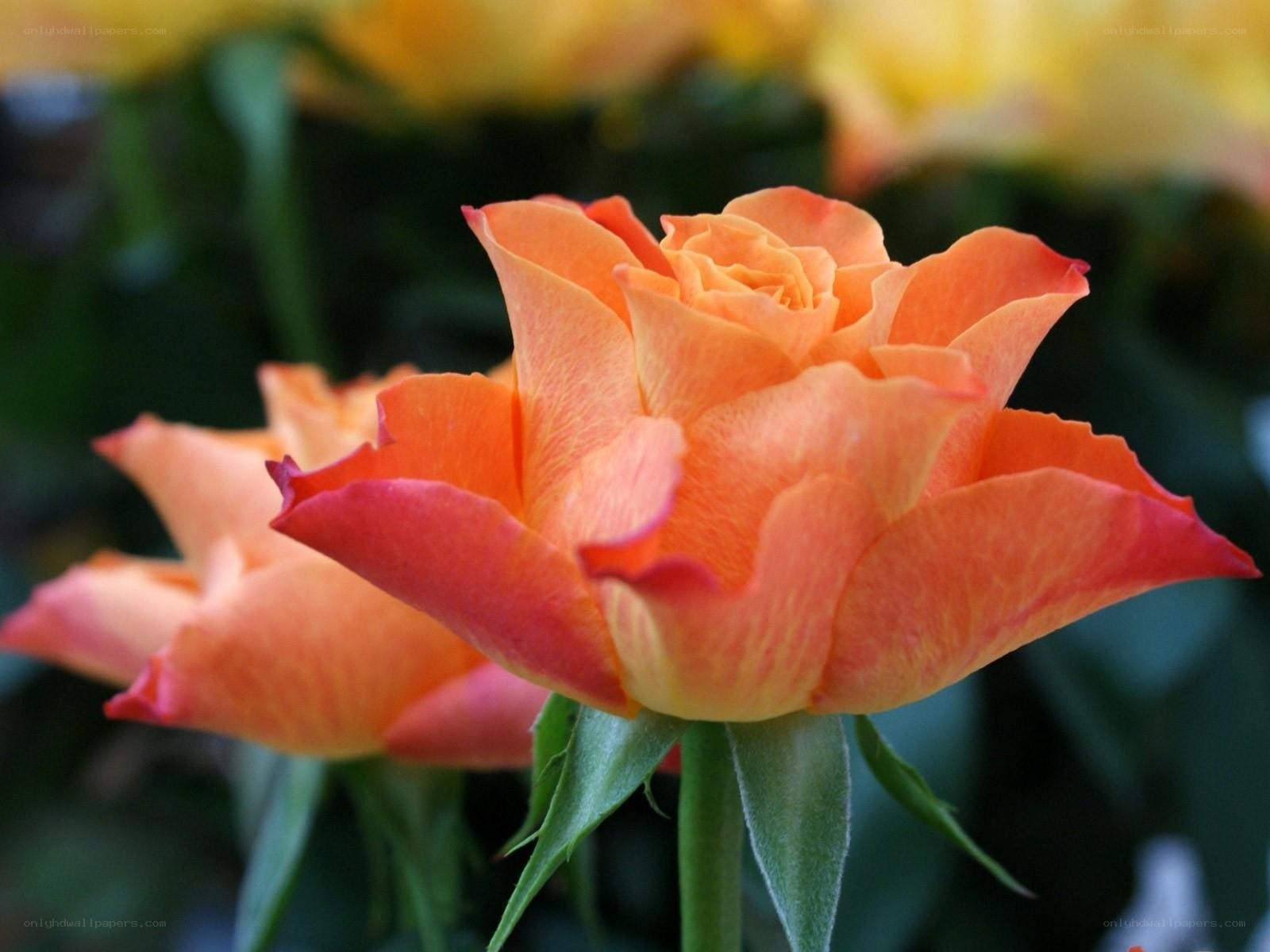 Orange rose in bloom