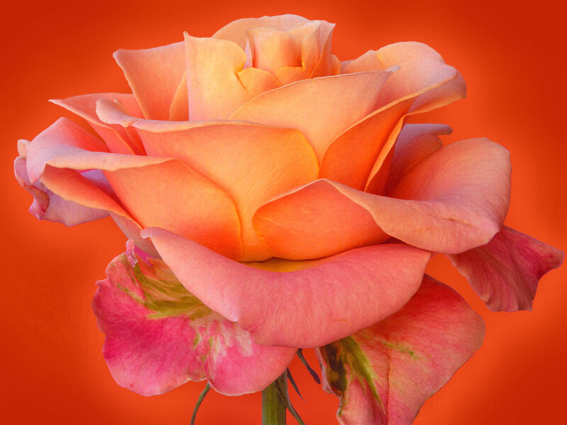 Orange rose in bloom