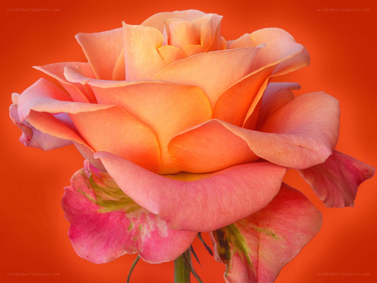 Orange rose in bloom