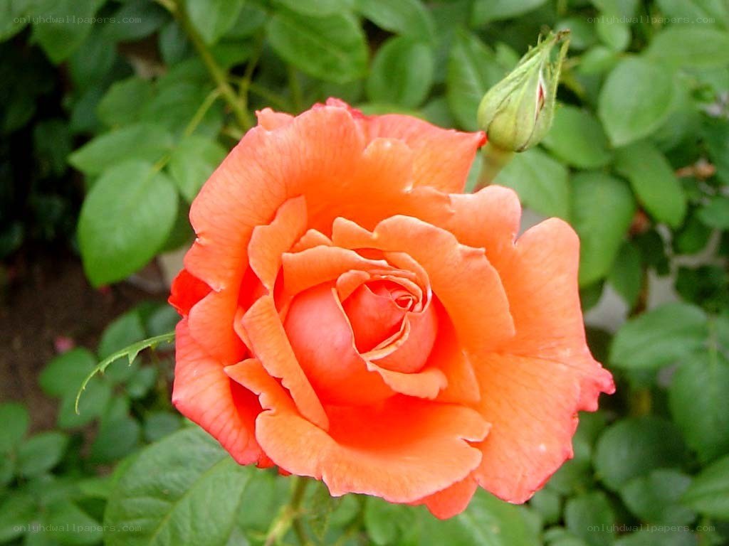 orange rose in bloom