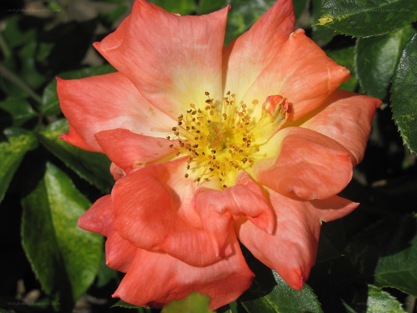 orange rose in bloom