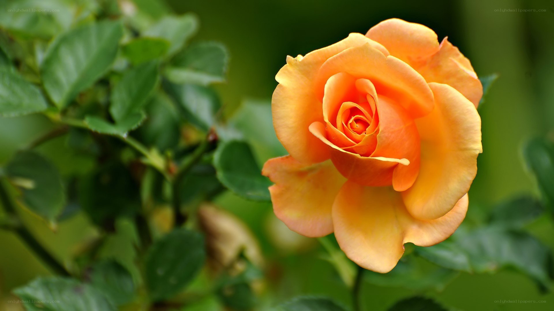 orange rose in bloom