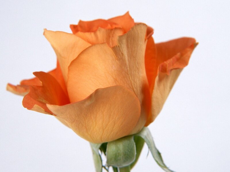 orange rose in bloom