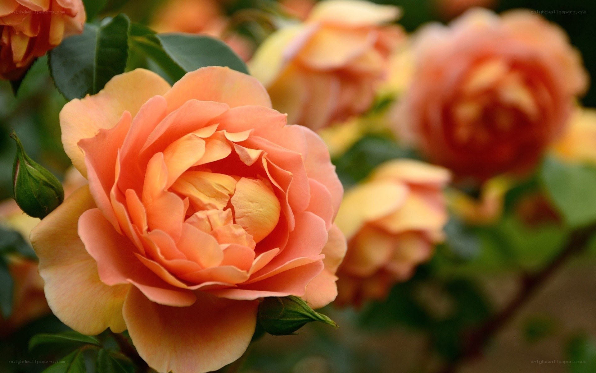 Orange rose in bloom