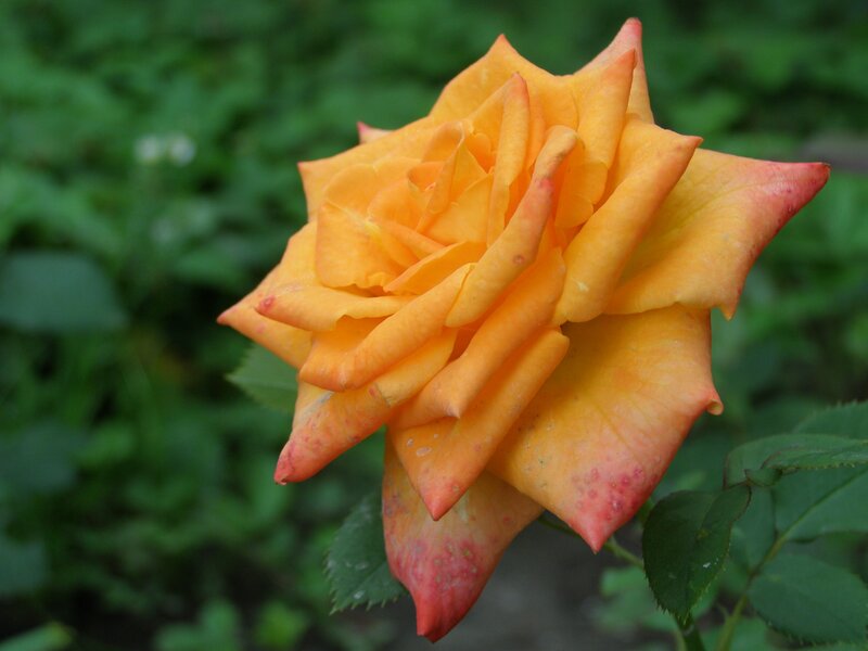 orange rose in bloom