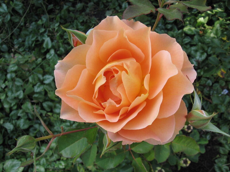 orange rose in bloom
