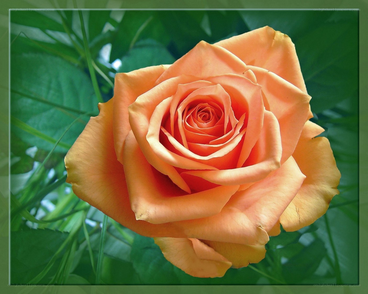 orange rose in bloom