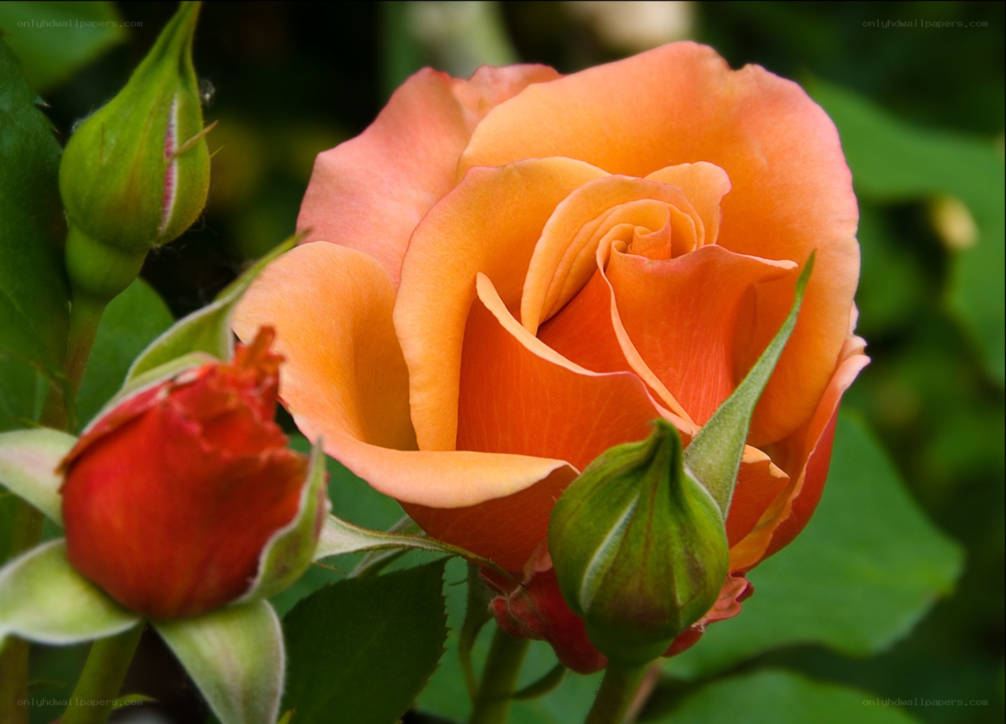 Orange rose in bloom