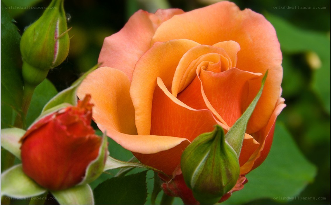 Orange rose in bloom