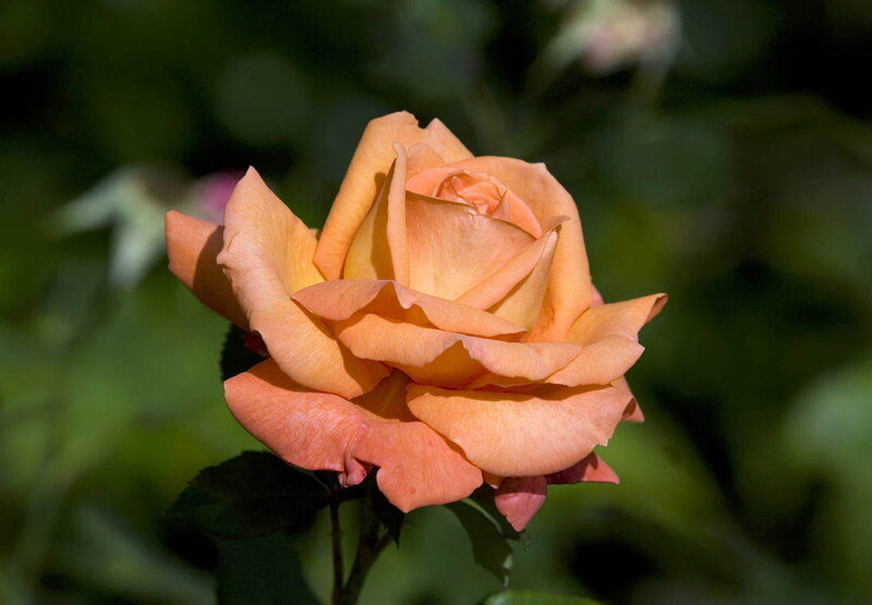 orange rose in bloom