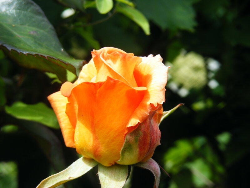 Orange rose in bloom