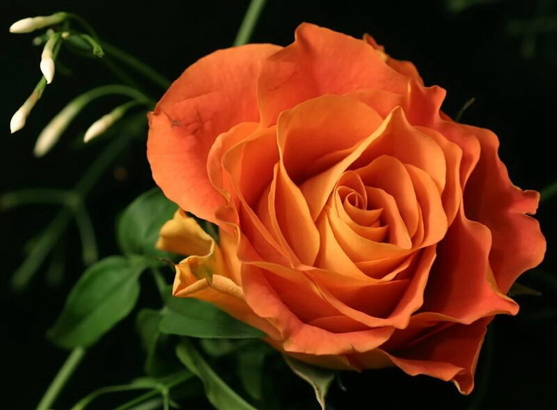 Orange rose in bloom