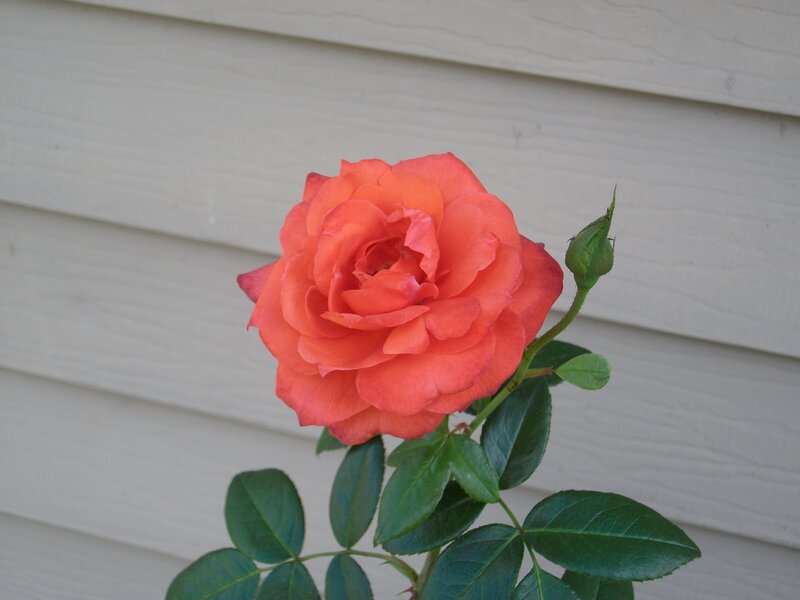 orange rose in bloom