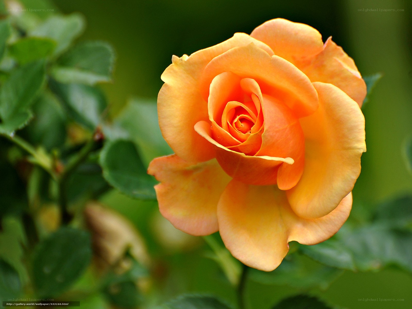 orange rose in bloom