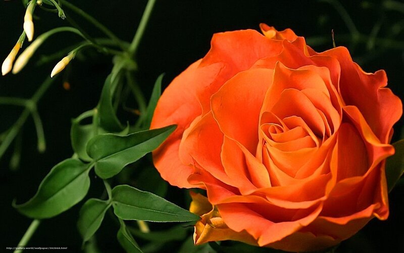 Orange rose in bloom