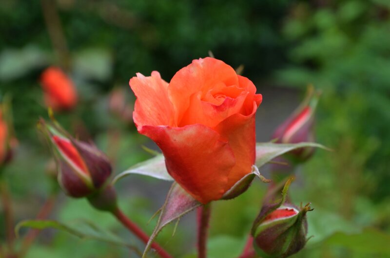 Orange Rose in Bloom — Calm, Afternoon, Photograph, Buds, Leaves, Greenery