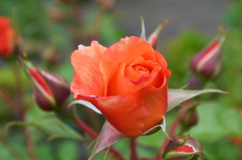 Orange Rose in Bloom — Calm, Afternoon, Photograph, Buds, Leaves, Stem