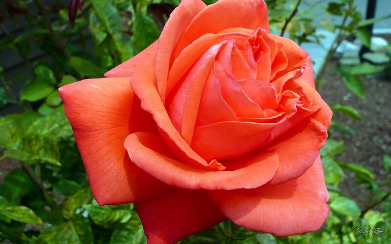 Orange Rose in Bloom — Calm, Afternoon, Photograph, Green Leaves