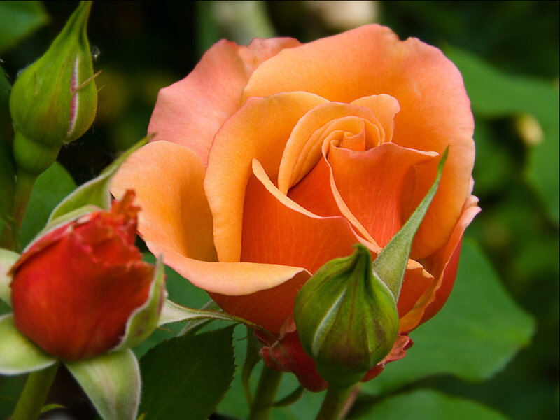 Orange Rose in Bloom — Calm, Afternoon