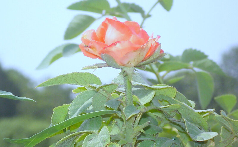 Orange Rose in Bloom — Calm, Morning
