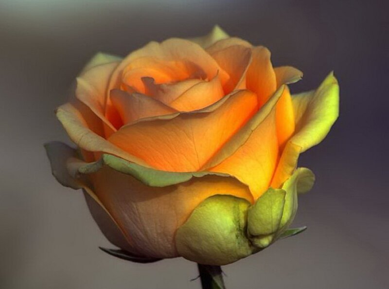 Orange Rose in Bloom — Calm, Photograph, Flower, Stem