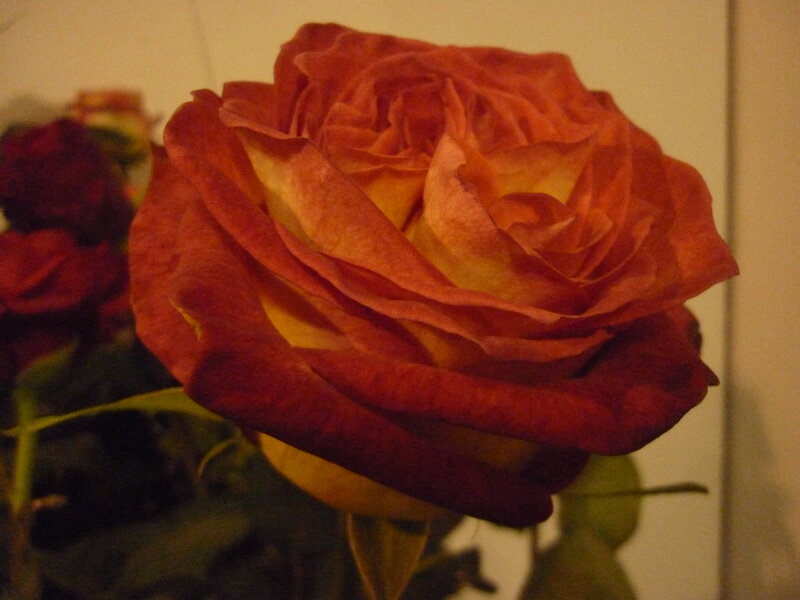 Orange Rose in Bloom — Calm, Photograph, Flower