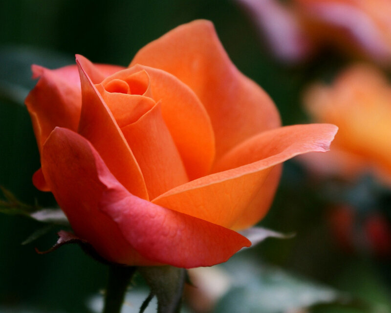 Orange Rose in Bloom — Calm, Photograph, Petals, Stem