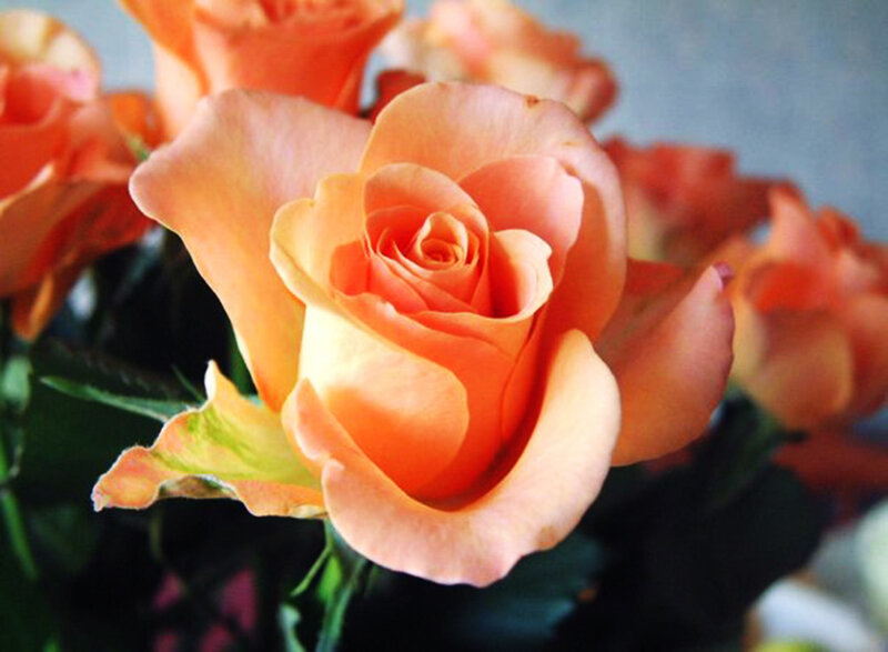 Orange Rose in Bloom — Calm, Photograph, Petals