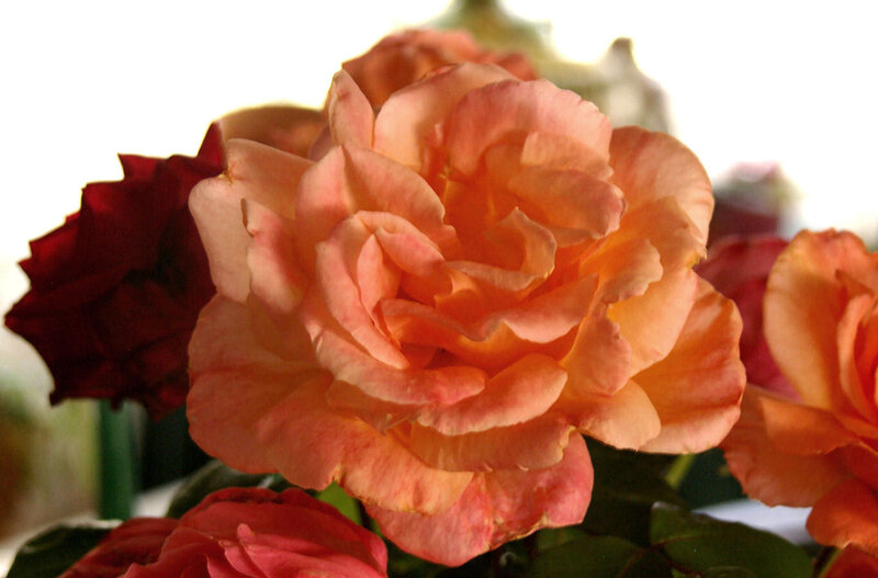 Orange Rose in Bloom — Calm, Photograph, Red Rose
