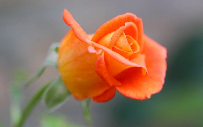 Orange Rose in Bloom — Calm, Photograph, Stem