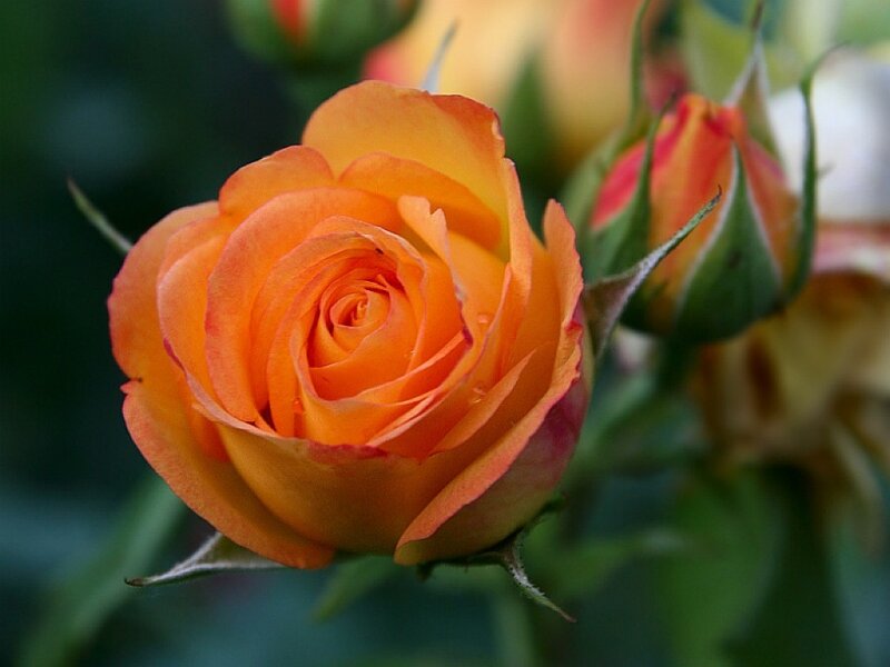 Orange Rose in Bloom — Calm, Photograph