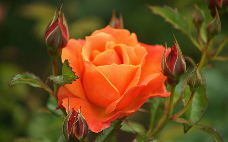 Orange Rose in Bloom — Calm, Spring, Photograph