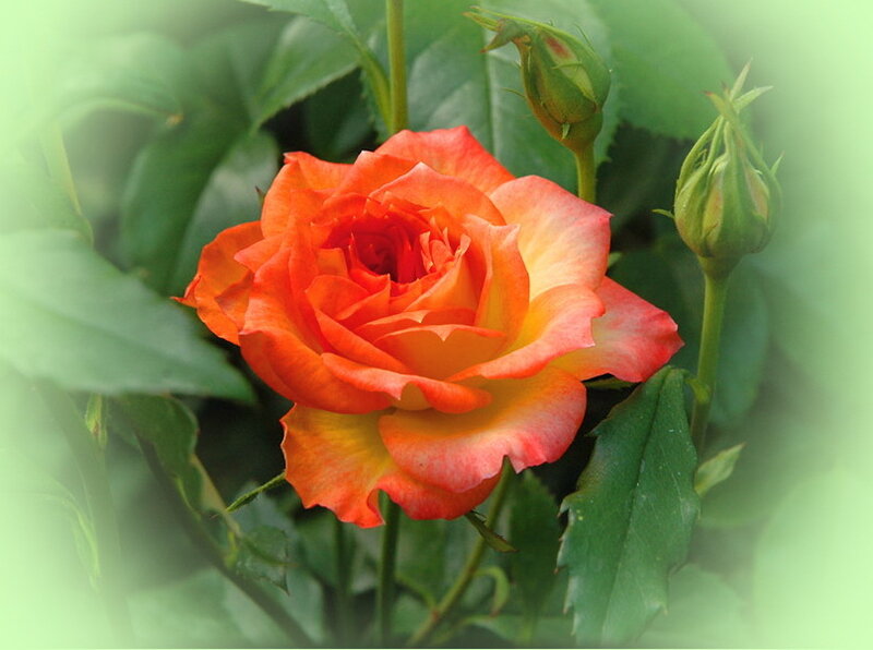 Orange Rose in Bloom — Calm, Spring