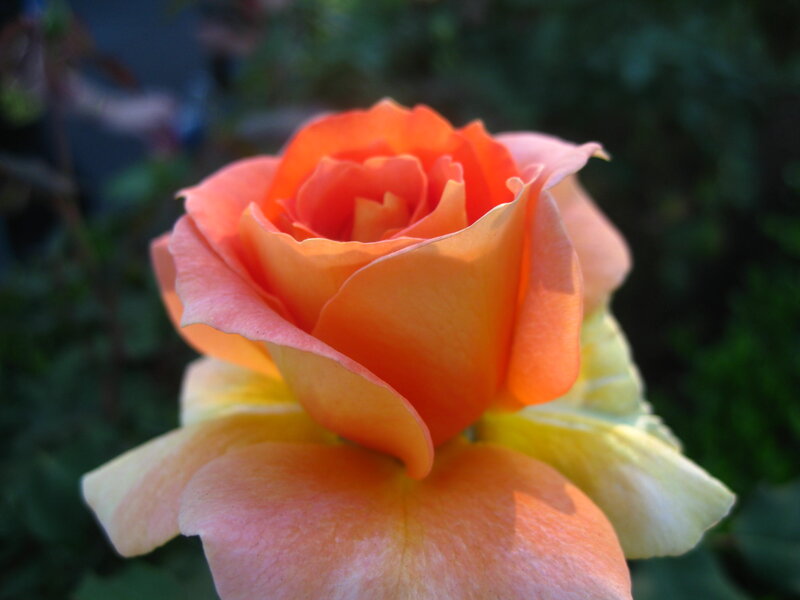 Orange Rose in Bloom — Calm, Sunset