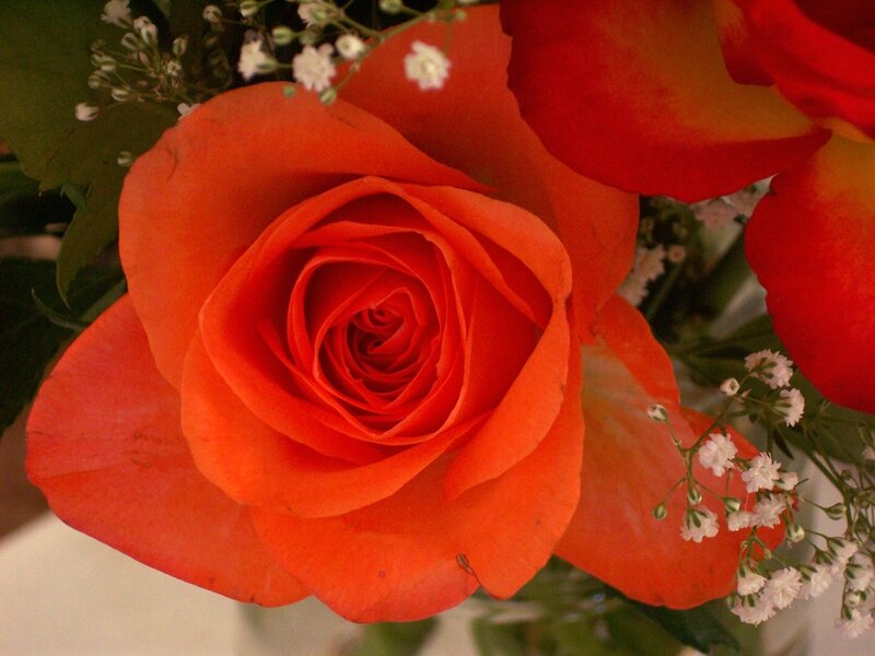 Orange Rose in Bloom — Calm