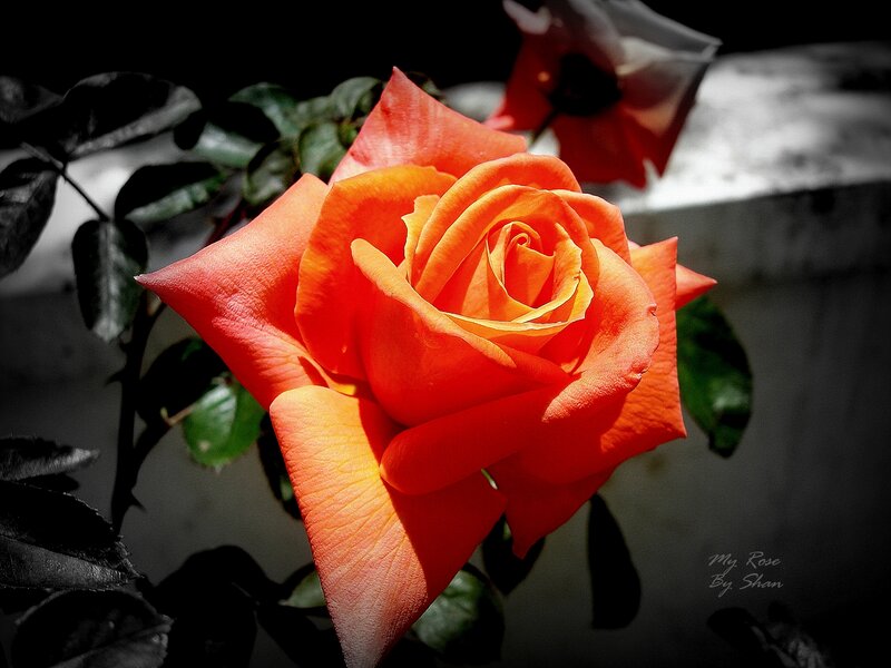 Orange Rose in Bloom — Dramatic, Afternoon, Photograph, Green Leaves