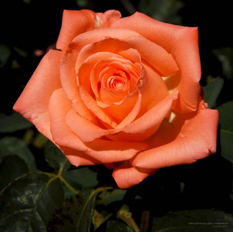Orange Rose in Bloom — Dramatic, Afternoon, Photograph, Leaves