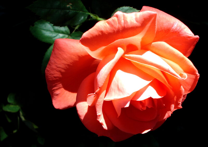 Orange Rose in Bloom — Dramatic, Afternoon, Photograph, Petals