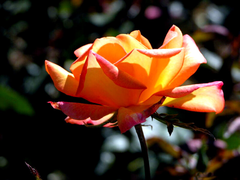 Orange Rose in Bloom — Dramatic, Afternoon