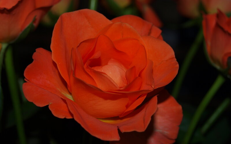 Orange Rose in Bloom — Dramatic, Night, Photograph
