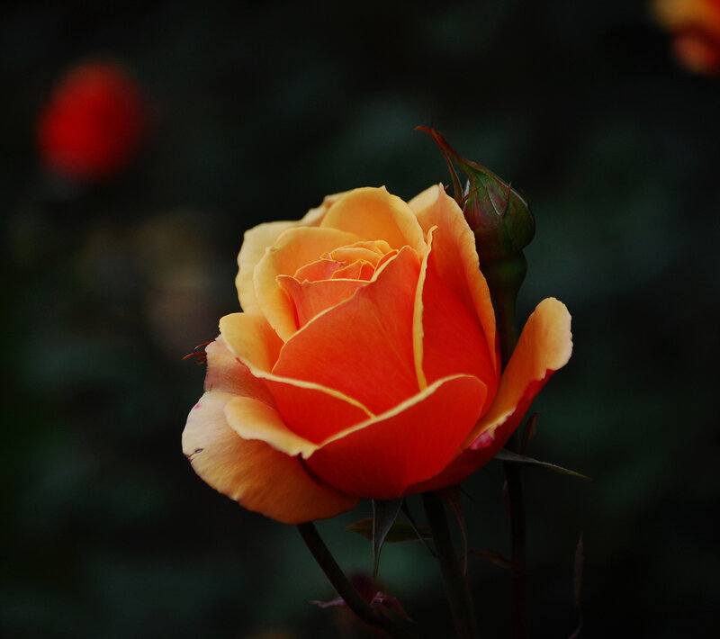 Orange Rose in Bloom — Dramatic, Night