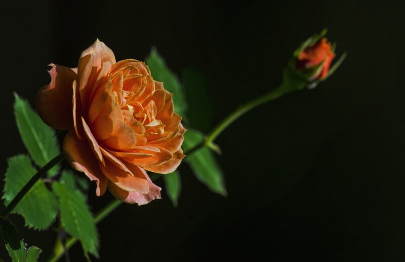 Orange Rose in Bloom — Dramatic, Photograph, Bud