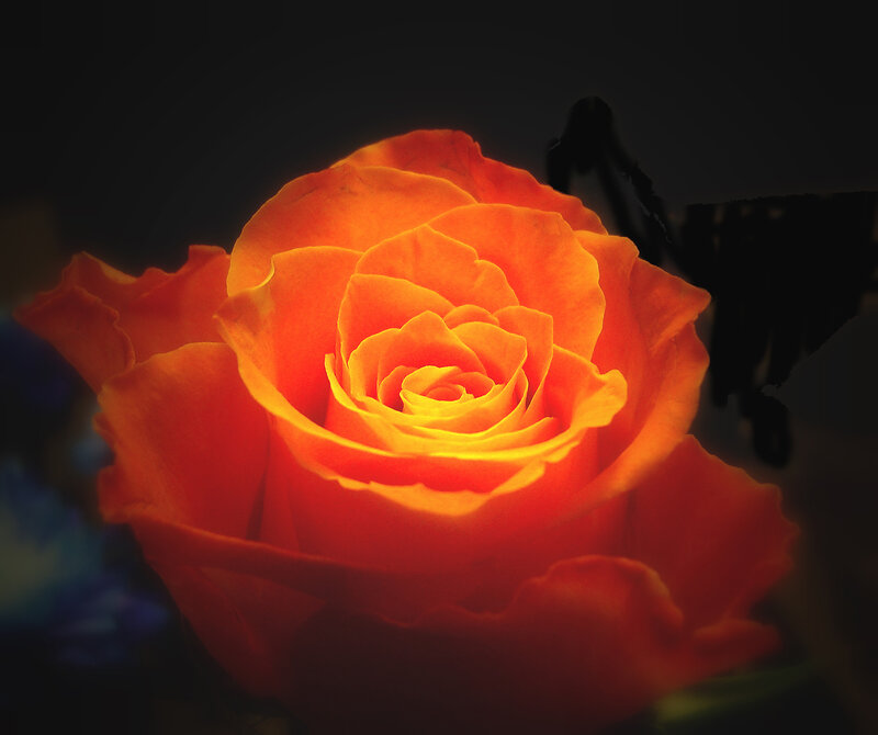 Orange Rose in Bloom — Dramatic, Photograph, Dark Background