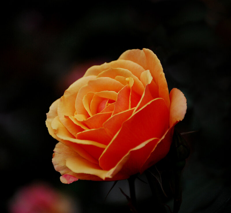 Orange Rose in Bloom — Dramatic, Photograph, Flower, Petals