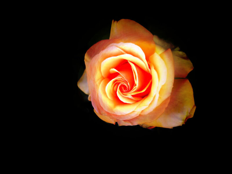 Orange Rose in Bloom — Dramatic, Photograph, Flower