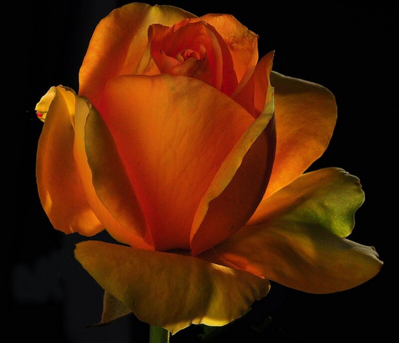 Orange Rose in Bloom — Dramatic, Photograph, Petals, Stem